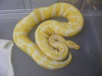 Female 900 grams.jpg