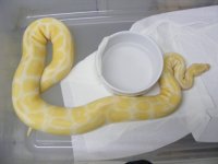 Female 1200 grams.jpg