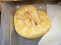 Male 1200 grams.jpg