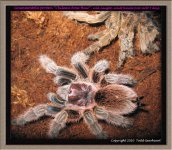 G.porteri(f)PM1.jpg