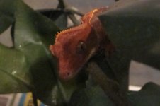 redcrested1.jpg