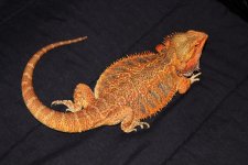 IMG_8747.jpg