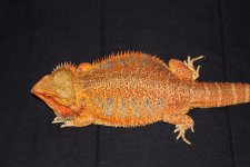 IMG_8743.jpg