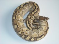 females lesser.jpg
