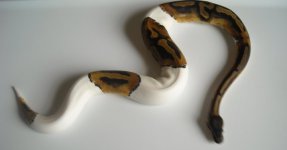 male pied.jpg