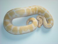 male albino.jpg