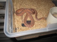 snakes 293.jpg