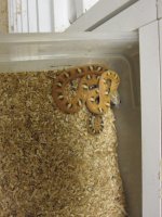 scaleless sibling.jpg