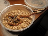 scaleless hotel room.jpg
