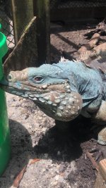 Goliath lewisi.jpg