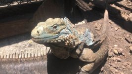 miss blue lewisi.jpg