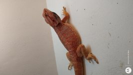 IMG_20201120_184420550.jpg