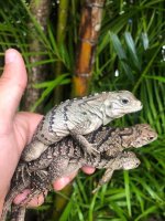 lewisi hybrids 2020 goliath .jpg