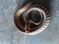woma #7 120720.jpg