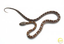 CaramelCornM1-1.jpg