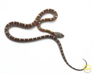 CaramelCornM2-1.jpg