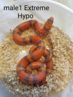 male1exhypo.jpg
