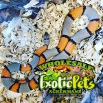 Grey Banded Kingsnake.jpg