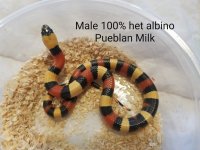 malehetpueblan.jpg