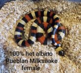 albinopueblan.jpg