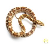 AmberCornM1-1.jpg