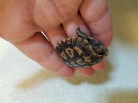 Pancake Tortoise 1.jpg
