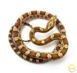 AmberCornM4-1.jpg