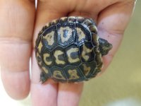 Pancake Tortoise 2.jpg