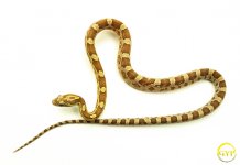 AmberCornM2-1.jpg