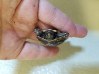 Pancake Tortoise 3.jpg