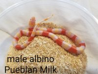 malealbinopueb.jpg