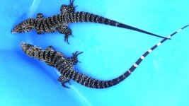 pair mf red tail tomorroe enc  5a.jpg
