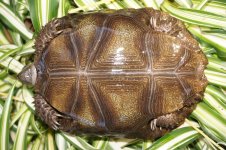 6in MEP Bottom.jpg