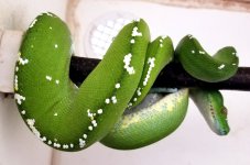 IMG_20201026_203814.jpg