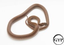 200714HouseSnakeHETTposAlbinoM3.jpg