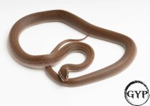 200714HouseSnakeHETTposAlbinoM1.jpg