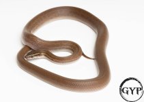 200714HouseSnakeHETTposAlbinoM4.jpg