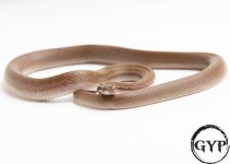 200714HouseSnakeHETTposAlbinoM2.jpg