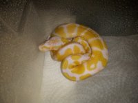 albino picture.jpg