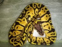 pastel picture.jpg