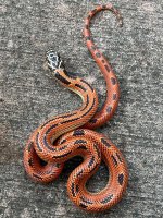 highredmosaicmale1.jpg