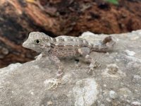 scorpiongecko2.jpg