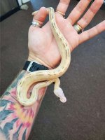 Pastel Puma Ball Python- Female2.jpg