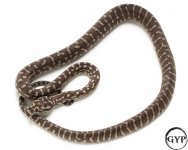2010121BredliPython1-2.jpg