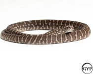 2010121BredliPython1-4.jpg