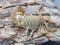 zbugs4.jpg