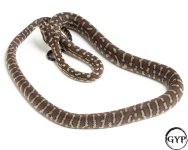 2010121BredliPython1-1.jpg