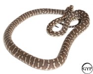 2010121BredliPython1-3.jpg