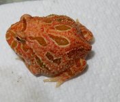 strawberry pacman.jpg