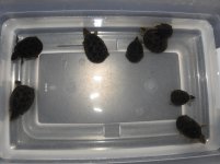 DSCN5396.jpg